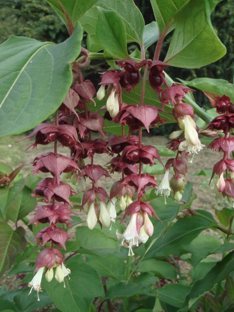 Leycesteria formosana fruit